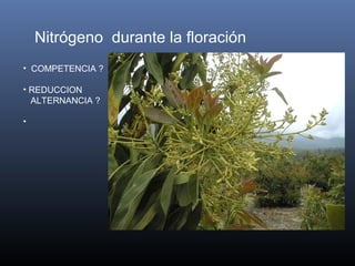 • COMPETENCIA ?
• REDUCCION
ALTERNANCIA ?
•
Nitrógeno durante la floración
 
