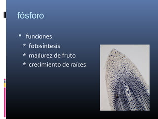 fósforo
 funciones
* fotosíntesis
* madurez de fruto
* crecimiento de raíces
 