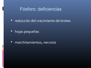Fósforo: deficiencias
 reducción del crecimiento de brotes
 hojas pequeñas
 marchitamientos, necrosis
 