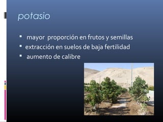 potasio
 mayor proporción en frutos y semillas
 extracción en suelos de baja fertilidad
 aumento de calibre
 