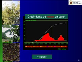 100
29
Crecimiento de raíces en palto
110 DDPF
 