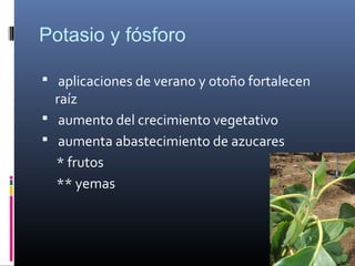 Potasio y fósforo
 aplicaciones de verano y otoño fortalecen
raíz
 aumento del crecimiento vegetativo
 aumenta abastecimiento de azucares
* frutos
** yemas
 