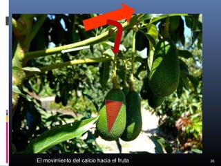 36El movimiento del calcio hacia el fruta
 