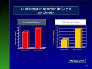 37
46
48
50
52
54
56
58
60
Hass on Duke 7 Hass on Velvick
0
2
4
6
8
10
12
14
Hass on Duke 7 Hass on Velvick
Calcio en las hojas Calcio en los frutos
La eficiencia en absorción de Ca y el
portainjerto
Marques, 2000
 
