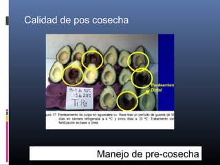Calidad de pos cosecha
Manejo de pre-cosecha
 