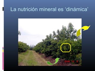 La nutrición mineral es ‘dinámica’
 