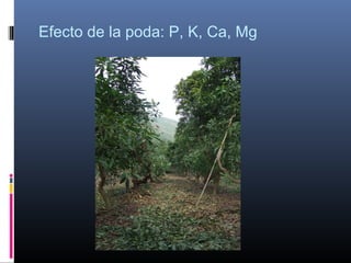 Efecto de la poda: P, K, Ca, Mg
 
