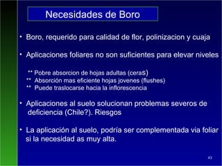 • Boro, requerido para calidad de flor, polinizacion y cuaja
• Aplicaciones foliares no son suficientes para elevar niveles
** Pobre absorcion de hojas adultas (ceras)
** Absorción mas eficiente hojas jovenes (flushes)
** Puede traslocarse hacia la inflorescencia
• Aplicaciones al suelo solucionan problemas severos de
deficiencia (Chile?). Riesgos
• La aplicación al suelo, podría ser complementada via foliar
si la necesidad as muy alta.
43
Necesidades de Boro
 