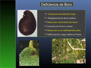 ** Coloración amarilla de la hoja
** Adelgazamiento de la madera
** Reducción crecimiento de raíces
** Lesiones en tronco y ramas ..
** Reducción en la viabilidad del polen
** Deformación y bajo calibre en frutos
Deficiencia de Boro
 