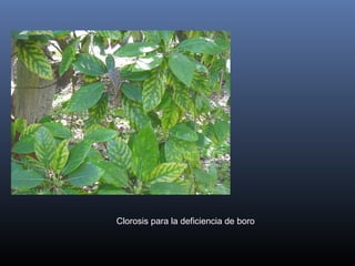 Clorosis para la deficiencia de boro
 