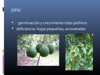 zinc
 germinación y crecimiento tubo polínico
 deficiencia: hojas pequeñas, arrocetadas
 