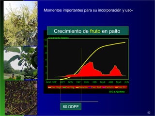 100
52
Crecimiento de fruto en palto
60 DDPF
Momentos importantes para su incorporación y uso-
 
