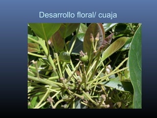 Desarrollo floral/ cuaja
 