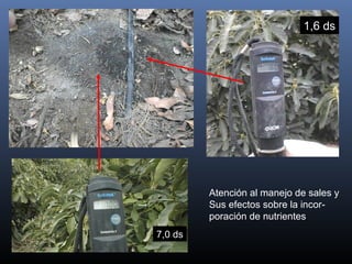 Atención al manejo de sales y
Sus efectos sobre la incor-
poración de nutrientes
1,6 ds
7,0 ds
 