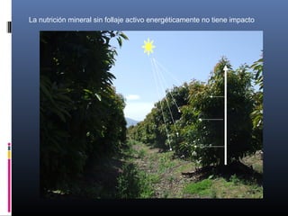La nutrición mineral sin follaje activo energéticamente no tiene impacto
 
