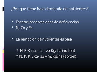 ¿Por qué tiene baja demanda de nutrientes?
 Escasas observaciones de deficiencias
 N, Zn y Fe
 La remoción de nutrientes es baja
* N-P-K : 11 – 2 – 20 Kg/ ha (10 ton)
* N, P, K : 52- 21 – 94 Kg/ha (20 ton)
 