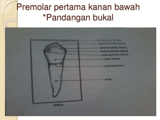 6. anatomi gigi premolar 1 & 2 bawah