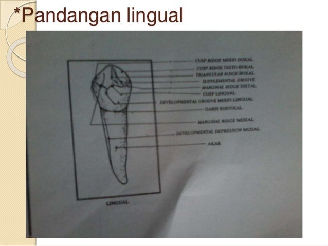 6. anatomi gigi premolar 1 & 2 bawah