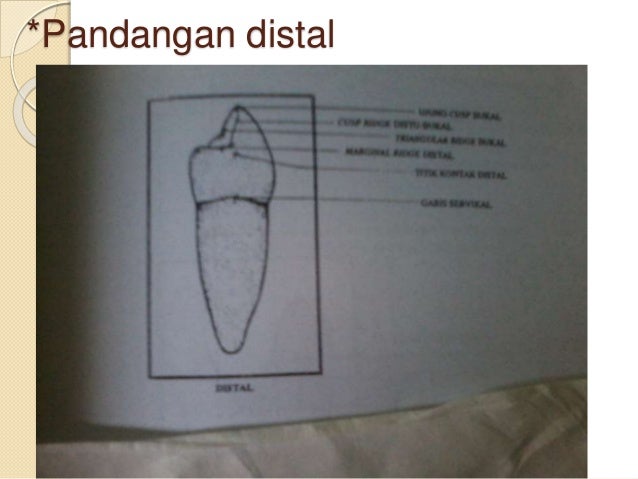 6. anatomi gigi premolar 1 & 2 bawah