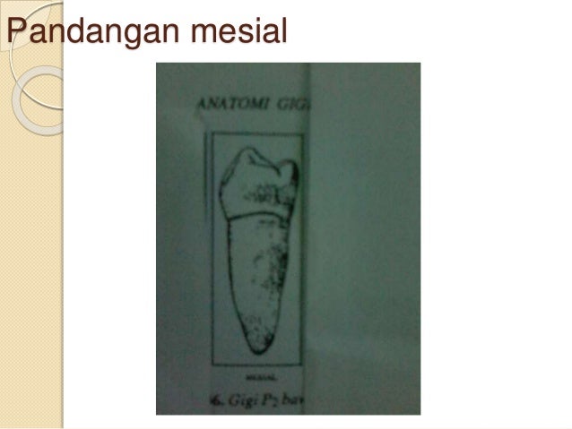 6. anatomi gigi premolar 1 & 2 bawah