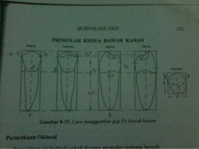 6. anatomi gigi premolar 1 & 2 bawah