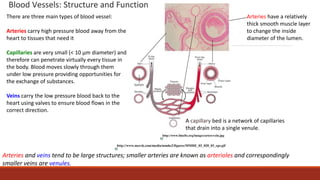 6 2 Bloodflow PPTX 6-2-bloodflow-pptx