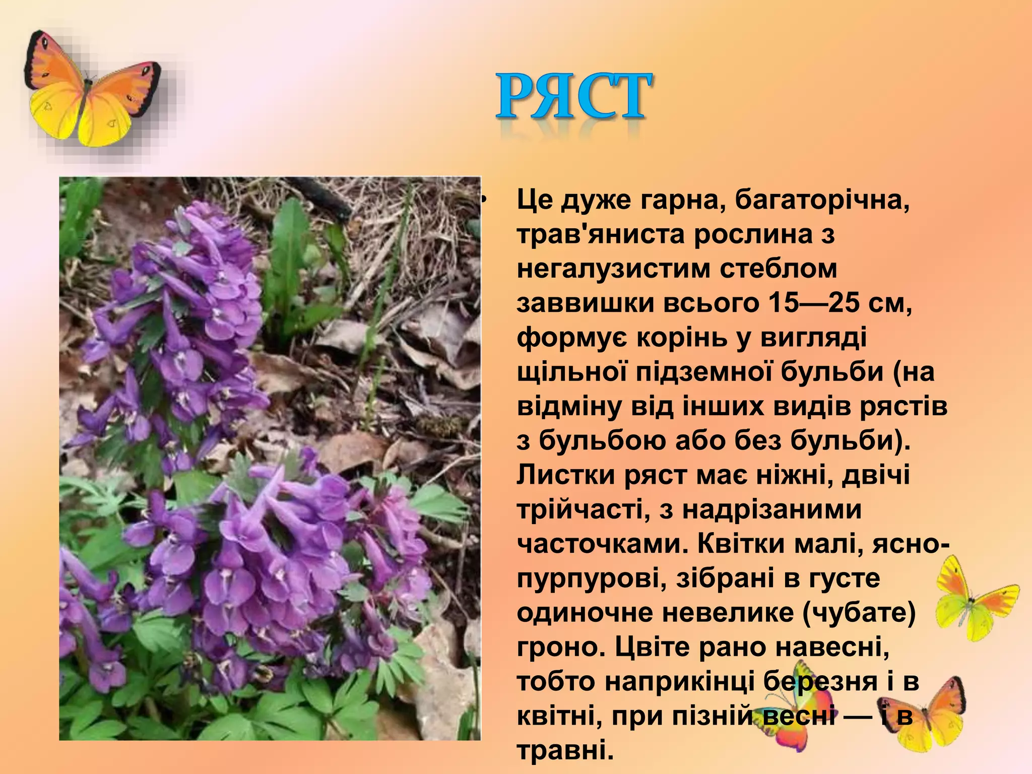 • Це дуже гарна, багаторічна,
трав'яниста рослина з
негалузистим стеблом
заввишки всього 15—25 см,
формує корінь у вигляді
щільної підземної бульби (на
відміну від інших видів рястів
з бульбою або без бульби).
Листки ряст має ніжні, двічі
трійчасті, з надрізаними
часточками. Квітки малі, ясно-
пурпурові, зібрані в густе
одиночне невелике (чубате)
гроно. Цвіте рано навесні,
тобто наприкінці березня і в
квітні, при пізній весні — і в
травні.
 