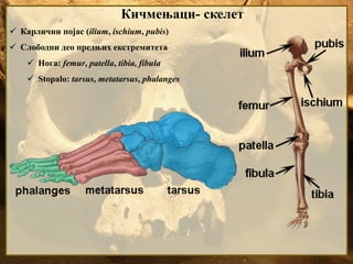 Кичмењаци- скелет
 Карлични појас (ilium, ischium, pubis)
 Слободни део предњих екстремитета
 Нога: femur, patella, tibia, fibula
 Stopalo: tarsus, metatarsus, phalanges
 