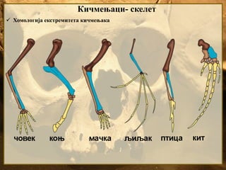 Кичмењаци- скелет
 Хомологија екстремитета кичмењака
 