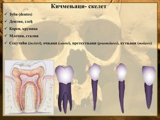 Кичмењаци- скелет
 Зуби (dentes)
 Дентин, глеђ
 Корен, круница
 Млечни, стални
 Секутићи (incisivi), очњаци (canini), преткутњаци (praemolares), кутњаци (molares)
 