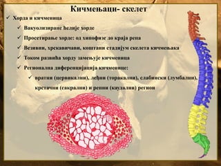 Кичмењаци- скелет
 Хорда и кичменица
 Вакуолизиране ћелије хорде
 Просетирање хорде: од хипофизе до краја репа
 Везивни, хрскавичави, коштани стадијум скелета кичмењака
 Током развића хорду замењује кичменица
 Регионална диференцијација кичменице:
 вратни (цервикални), леђни (торакални), слабински (лумбални),
крстачни (сакрални) и репни (каудални) регион
 