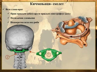 Кичмењаци- скелет
 Веза глава-врат
 Први пршљен (atlas)-други пршљен епистрофеус (axis)
 Потиљачни глежњеви
 Непокретна веза код риба
 