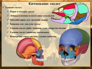 Кичмењаци- скелет
 Главени скелет:
 Парне и непарне кости
 Лобања (cranium) и кости лица (ossa faciei)
 Мандибуларни лук- вилични апарат
 Хиоидни лук- под усне дупље
 Главени скелет риба- шкржни луци, покретне вилице
 Главени скелет копнених кичмењака
 Непокретна горња вилица, слушне кошчице
 