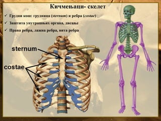 Кичмењаци- скелет
 Грудни кош: грудница (sternum) и ребра (costae)
 Заштита унутрашњих органа, дисање
 Права ребра, лажна ребра, вита ребра
 