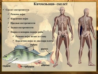 Кичмењаци- скелет
 Скелет екстремитета
 Рамени појас
 Карлични појас
 Предњи екстремитети
 Задњи екстремитети
 Парна и непарна пераја риба
 Рамени појас везан за главу
 Карлични појас из два пара плоча
 