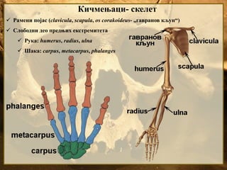Кичмењаци- скелет
 Рамени појас (clavicula, scapula, os corakoideus- „гавранов кљун“)
 Слободни део предњих екстремитета
 Рука: humerus, radius, ulna
 Шака: carpus, metacarpus, phalanges
 
