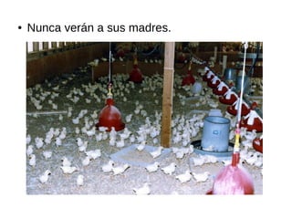 ● Nunca verán a sus madres.
 