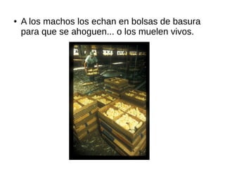 ● A los machos los echan en bolsas de basura
para que se ahoguen... o los muelen vivos.
 