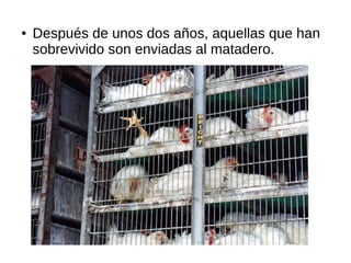 ● Después de unos dos años, aquellas que han
sobrevivido son enviadas al matadero.
 