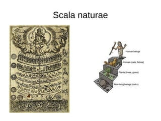 Scala naturae
 