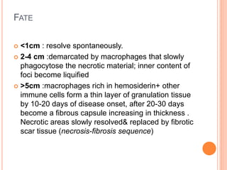 FATE
 <1cm : resolve spontaneously.
 2-4 cm :demarcated by macrophages that slowly
phagocytose the necrotic material; inner content of
foci become liquified
 >5cm :macrophages rich in hemosiderin+ other
immune cells form a thin layer of granulation tissue
by 10-20 days of disease onset, after 20-30 days
become a fibrous capsule increasing in thickness .
Necrotic areas slowly resolved& replaced by fibrotic
scar tissue (necrosis-fibrosis sequence)
 