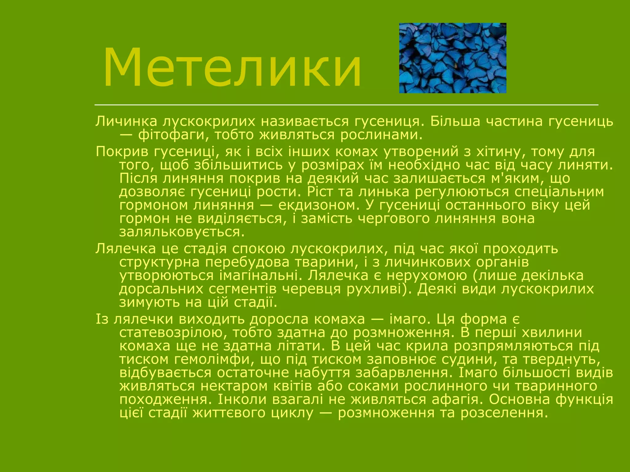Метелики
Личинка лускокрилих називається гусениця. Більша частина гусениць
— фітофаги, тобто живляться рослинами.
Покрив гусениці, як і всіх інших комах утворений з хітину, тому для
того, щоб збільшитись у розмірах їм необхідно час від часу линяти.
Після линяння покрив на деякий час залишається м'яким, що
дозволяє гусениці рости. Ріст та линька регулюються спеціальним
гормоном линяння — екдизоном. У гусениці останнього віку цей
гормон не виділяється, і замість чергового линяння вона
заляльковується.
Лялечка це стадія спокою лускокрилих, під час якої проходить
структурна перебудова тварини, і з личинкових органів
утворюються імагінальні. Лялечка є нерухомою (лише декілька
дорсальних сегментів черевця рухливі). Деякі види лускокрилих
зимують на цій стадії.
Із лялечки виходить доросла комаха — імаго. Ця форма є
статевозрілою, тобто здатна до розмноження. В перші хвилини
комаха ще не здатна літати. В цей час крила розпрямляються під
тиском гемолімфи, що під тиском заповнює судини, та тверднуть,
відбувається остаточне набуття забарвлення. Імаго більшості видів
живляться нектаром квітів або соками рослинного чи тваринного
походження. Інколи взагалі не живляться афагія. Основна функція
цієї стадії життєвого циклу — розмноження та розселення.
 