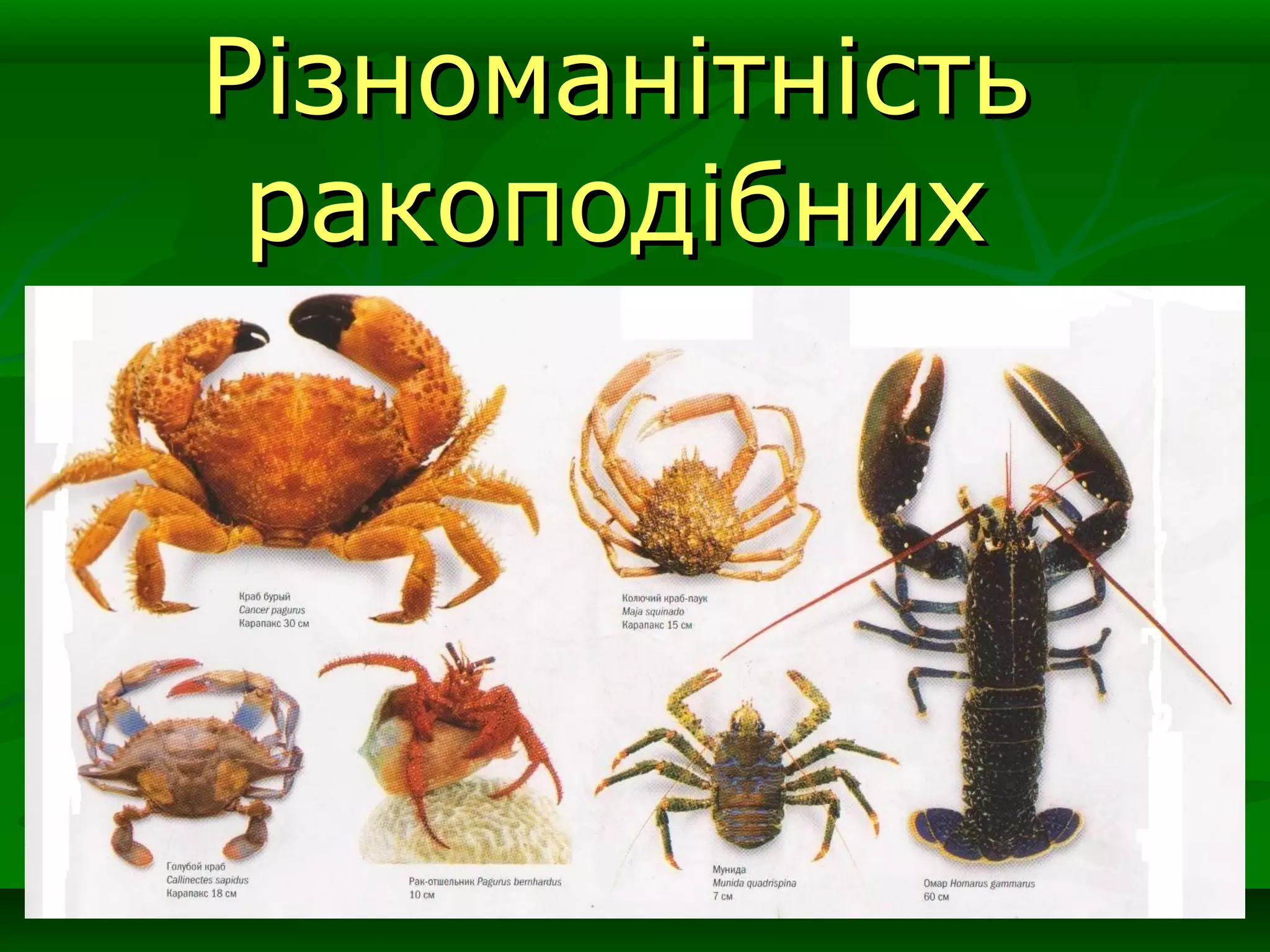 РізноманітністьРізноманітність
ракоподібнихракоподібних
 