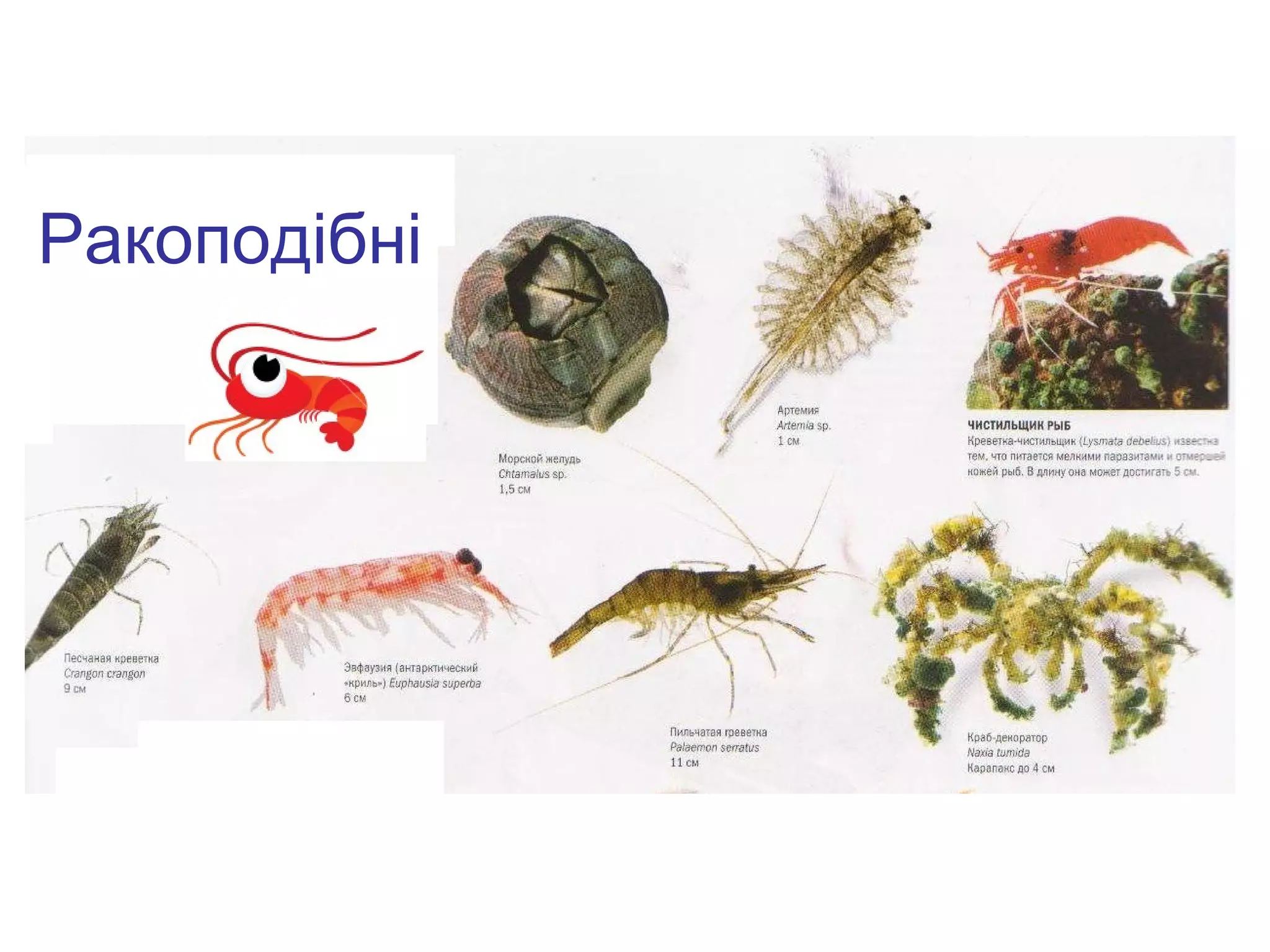 Ракоподібні
 