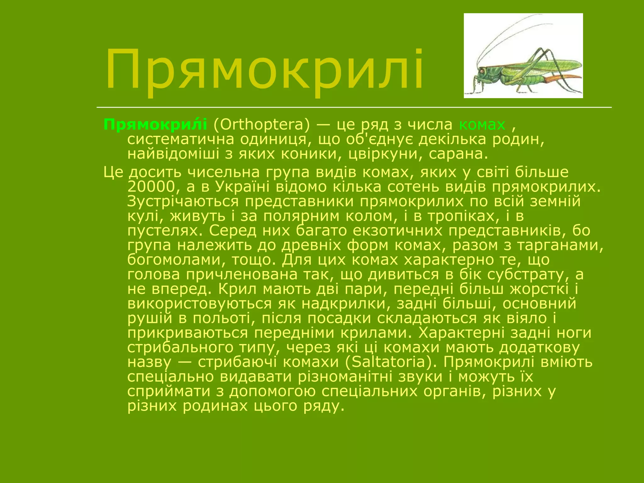 Прямокрилі
Прямокри́лі (Orthoptera) — це ряд з числа комах ,
систематична одиниця, що об'єднує декілька родин,
найвідоміші з яких коники, цвіркуни, сарана.
Це досить чисельна група видів комах, яких у світі більше
20000, а в Україні відомо кілька сотень видів прямокрилих.
Зустрічаються представники прямокрилих по всій земній
кулі, живуть і за полярним колом, і в тропіках, і в
пустелях. Серед них багато екзотичних представників, бо
група належить до древніх форм комах, разом з тарганами,
богомолами, тощо. Для цих комах характерно те, що
голова причленована так, що дивиться в бік субстрату, а
не вперед. Крил мають дві пари, передні більш жорсткі і
використовуються як надкрилки, задні більші, основний
рушій в польоті, після посадки складаються як віяло і
прикриваються передніми крилами. Характерні задні ноги
стрибального типу, через які ці комахи мають додаткову
назву — стрибаючі комахи (Saltatoria). Прямокрилі вміють
спеціально видавати різноманітні звуки і можуть їх
сприймати з допомогою спеціальних органів, різних у
різних родинах цього ряду.
 