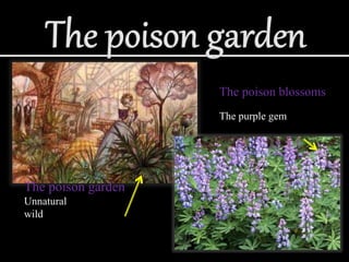 The poison garden
Unnatural
wild
The poison blossoms
The purple gem
 
