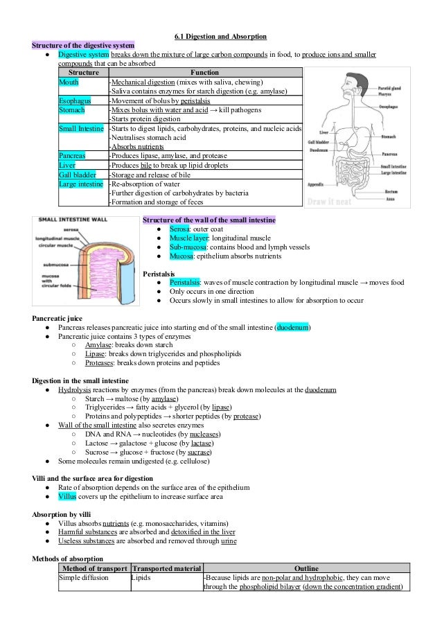 CLASSNOTES: Class 11 Biology Digestion And Absorption Notes