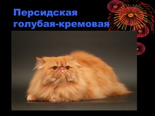 Персидская
голубая-кремовая
 