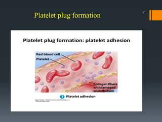 Platelet plug formation
7
 