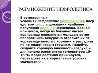 РАЗМНОЖЕНИЕ НЕФРОЛЕПИСА
 В естественных
условиях нефролепис размножается поср
едством спор, в домашних наиболее
популярно деление корневища. Весной
или летом, когда из боковых частей
корневища появляются молодые ветви
папоротника, аккуратно отделите их от
корневища вместе с корнями и рассадите
их по пластиковым горшкам. Полейте,
создайте хорошую влажность воздуха и
для начала желательна температура 15-
18 0С. Когда растения приживутся,
переведите их в нормальные условия
содержания.
 